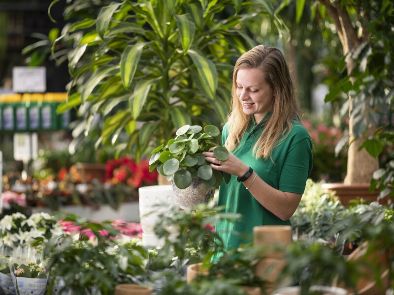 Cursus Kamerplanten | assortiment en verzorging