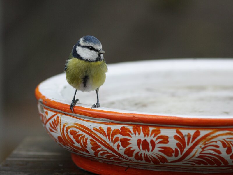 Vogelbescherming: Vogels in Nederland